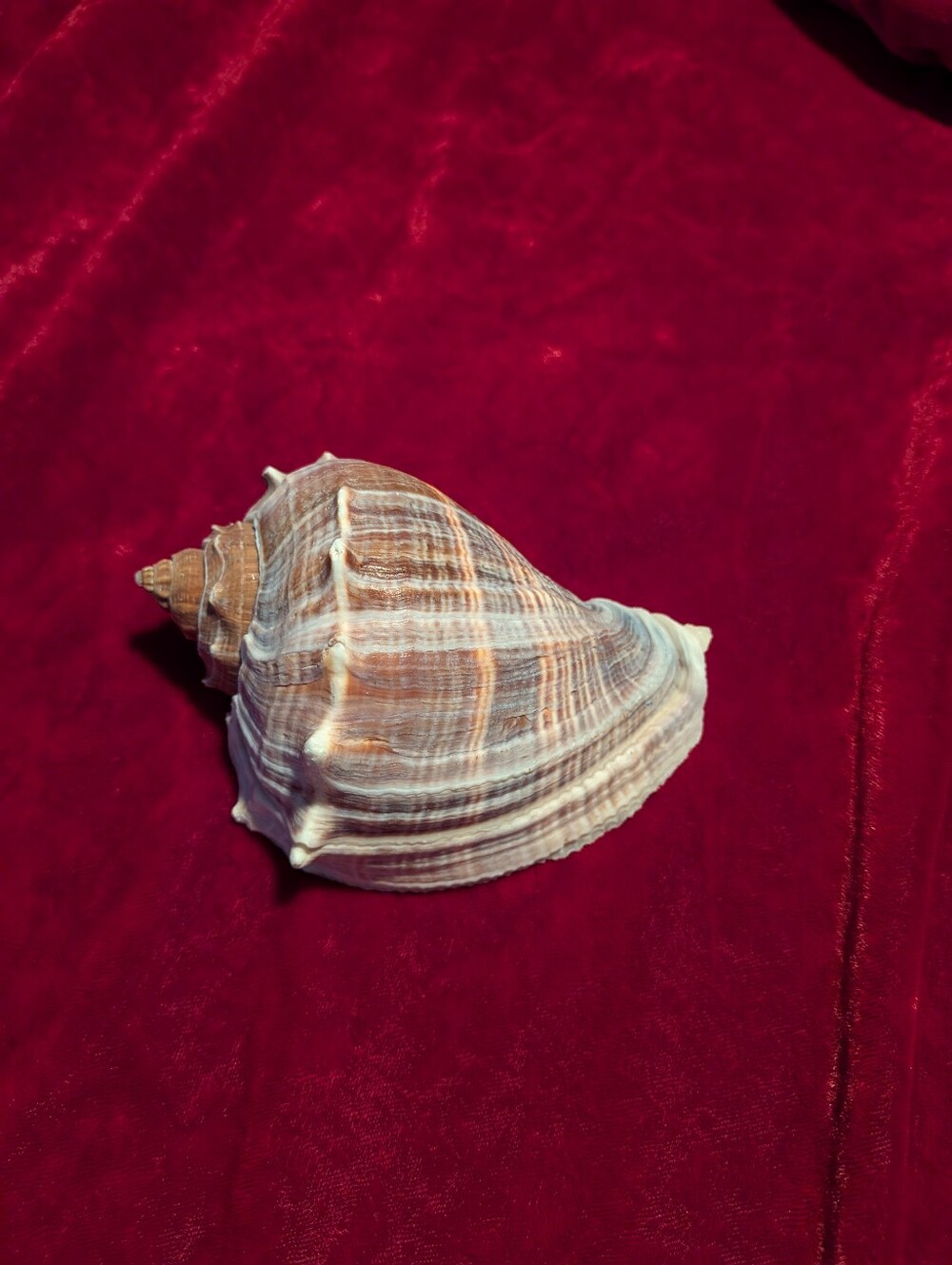 Striped Natural Seashell Accent in Brown and Cream
